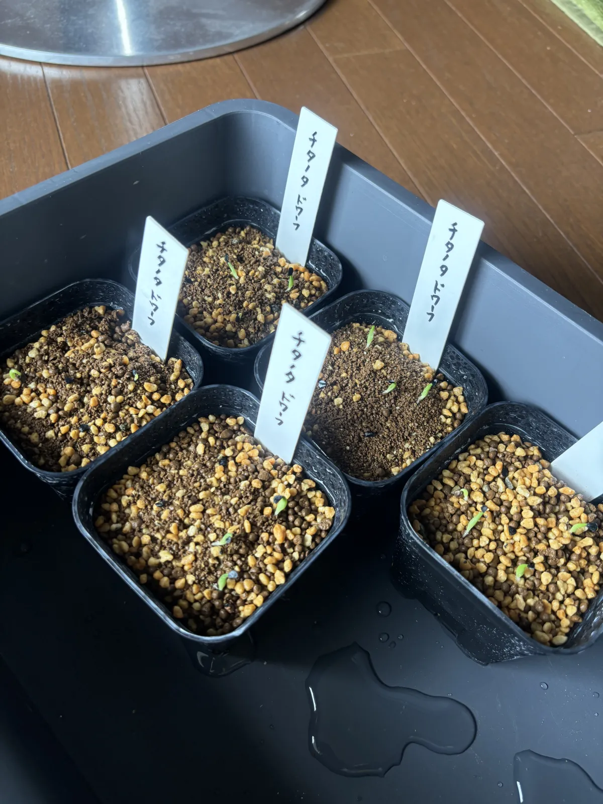 Agave titanota (アガベ チタノタ ドワーフ)