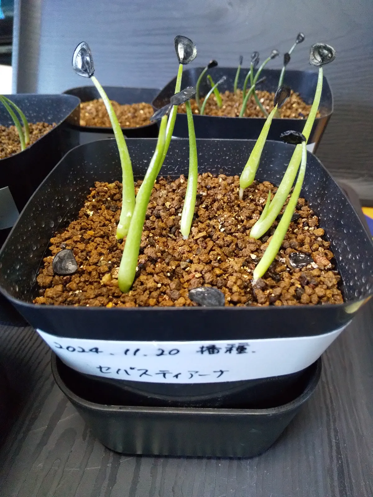 Agave sebastiana (アガベ セバスティアーナ)