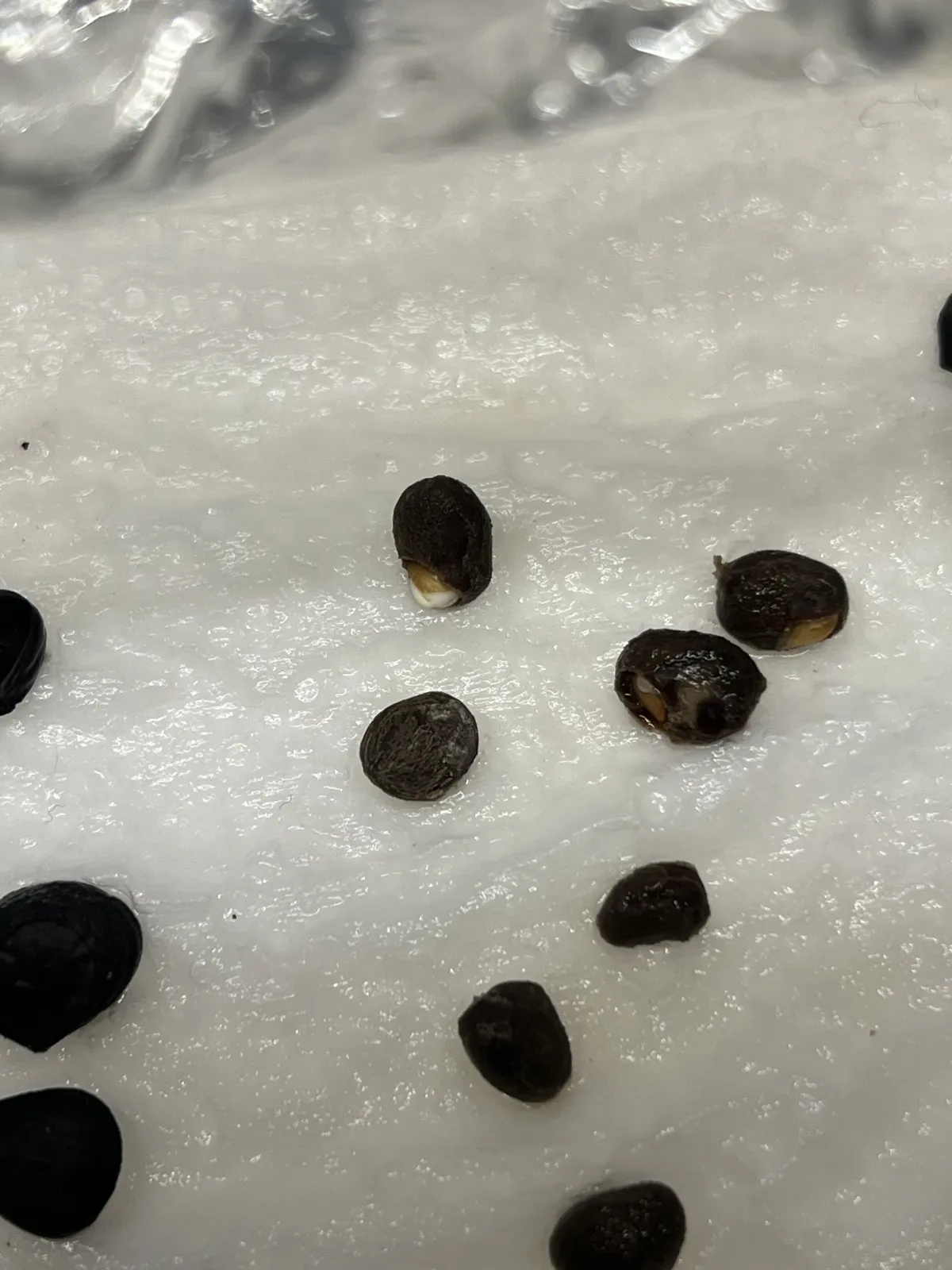 Operculicarya decaryi (オペルクリカリア デカリー)