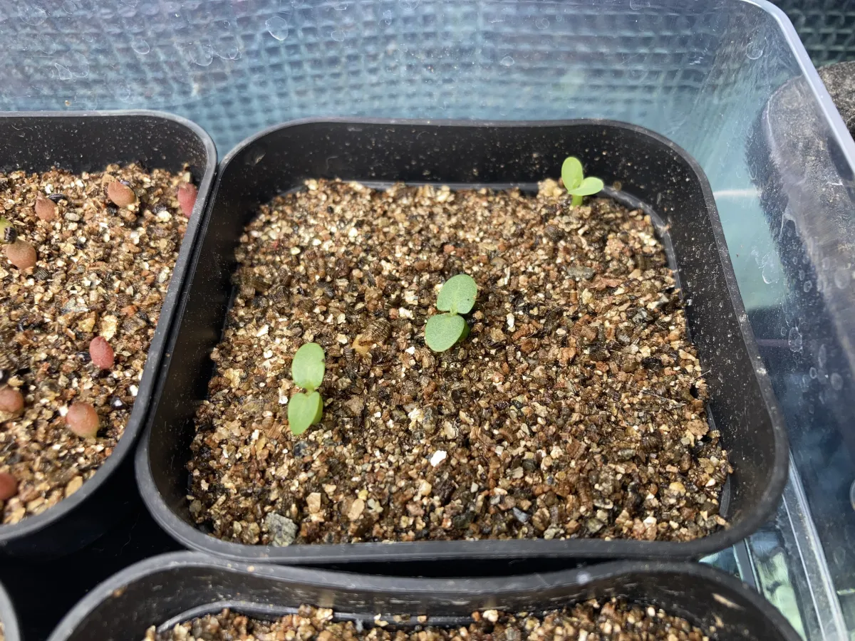 Pachypodium enigmaticum (パキポディウム エニグマチカム)