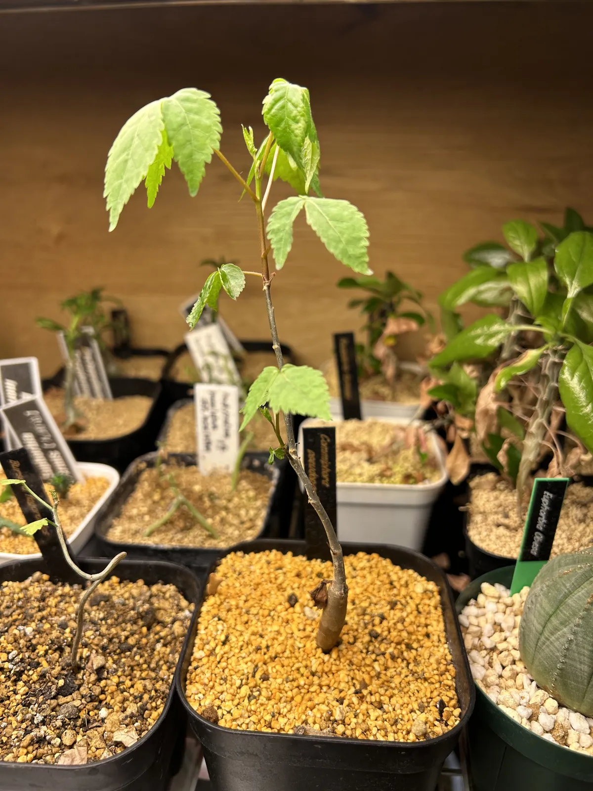 Commiphora pseudopaolii (コミフォラ スードウパオリー)