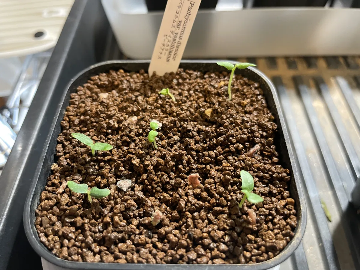 Pachycormus discolor var. veatchianus (パキコルムス ディスカラー ビーチアナス)