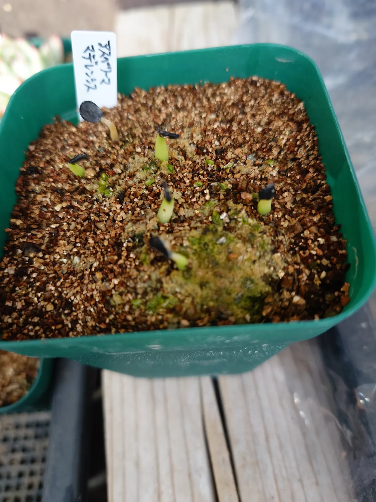 Agave asperrima subsp. maderensis (アガベ アスペリーマ マデレンシス)