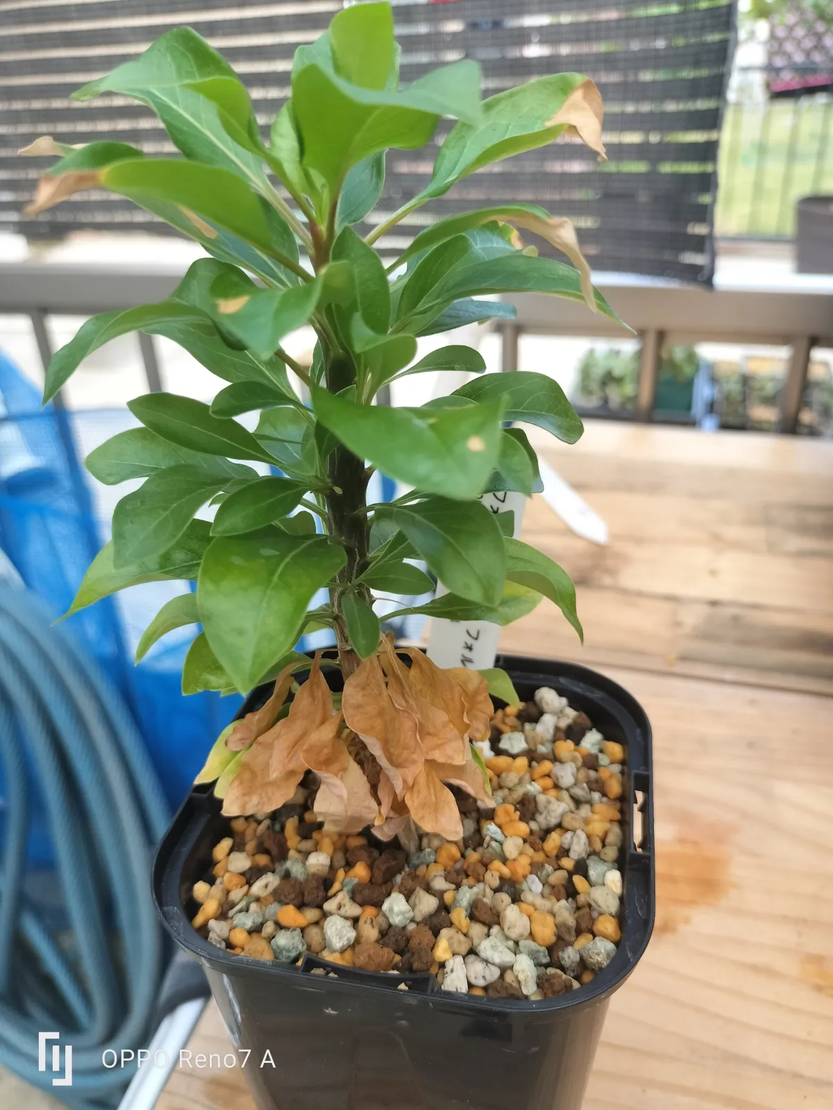 Fouquieria formosa (フォークイエリア フォルモサ)