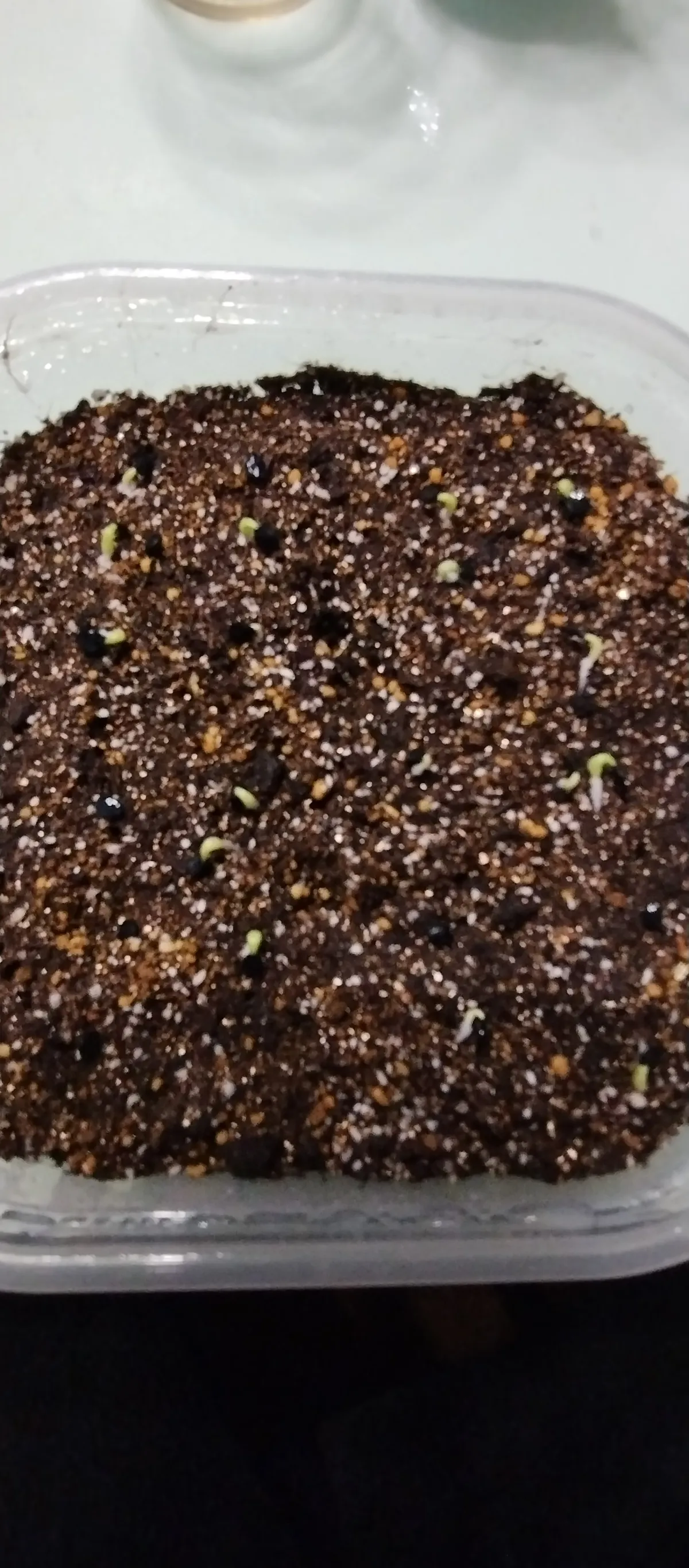 Agave titanota 'Blue' (アガベ チタノタブルー)