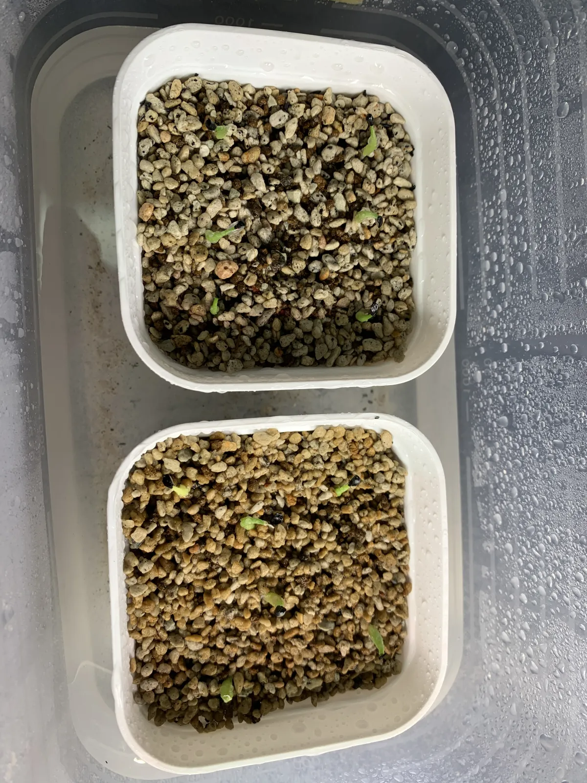 Agave horrida subsp. perotensis (アガベ ペロテンシス)