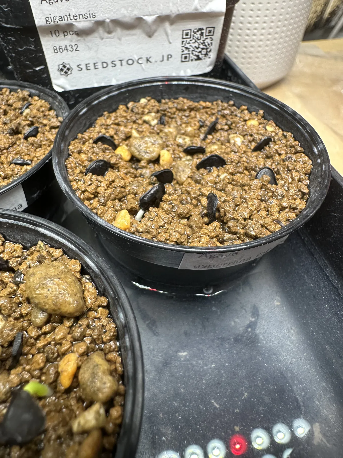 Agave asperrima ssp. zarcensis (アガベ アスペリーマ ザルセンシス)