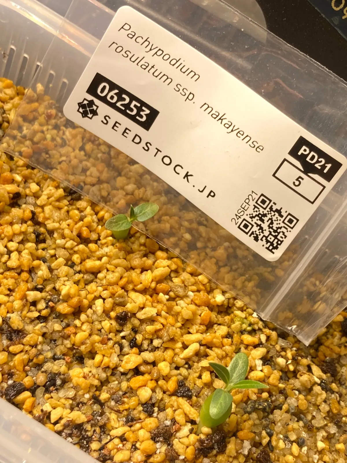 Pachypodium rosulatum subsp. makayense (パキポディウム マカイエンセ)