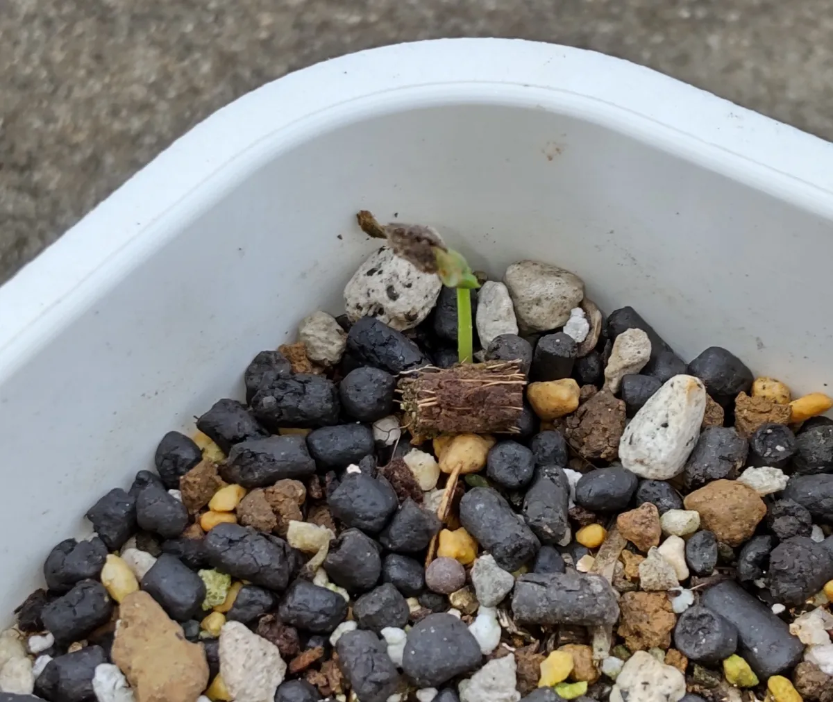 Passiflora edulis f. edulis (パッシフローラ エデュリス)