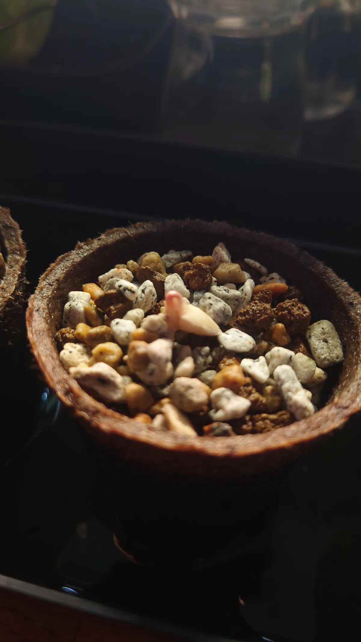 [無料種子/発芽難ロット] ウェルウィッチア ミラビリス 奇想天外 Welwitschia mirabilis