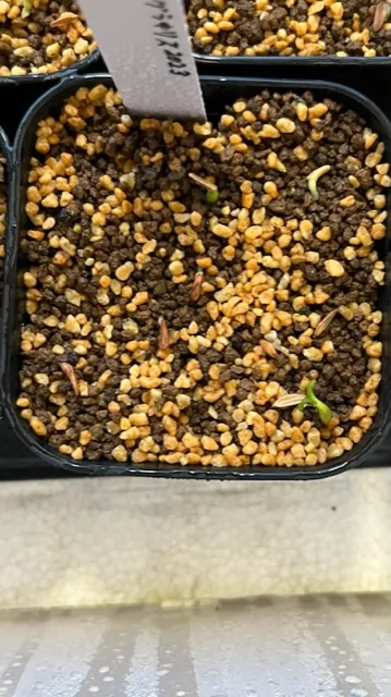 Pachypodium rosulatum var. gracilius (パキポディウム グラキリス)