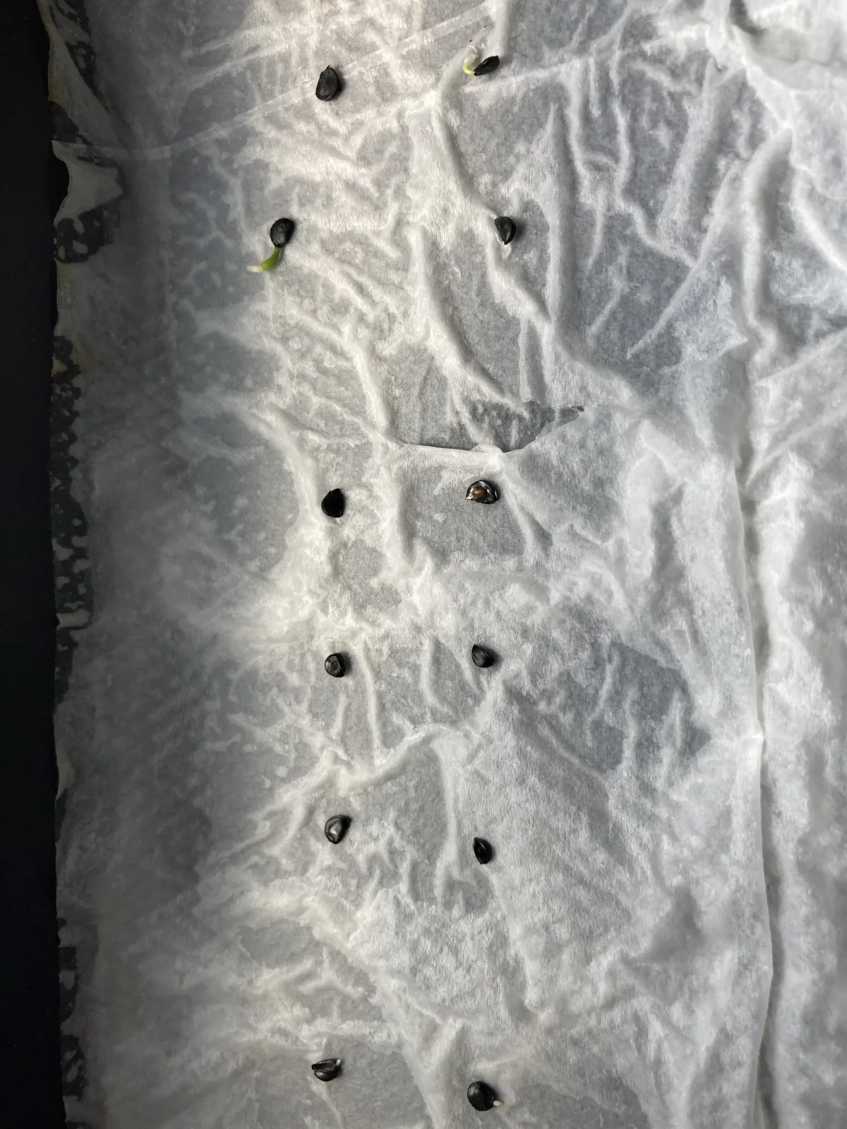 Agave utahensis var. eborispina (アガベ エボリスピナ)