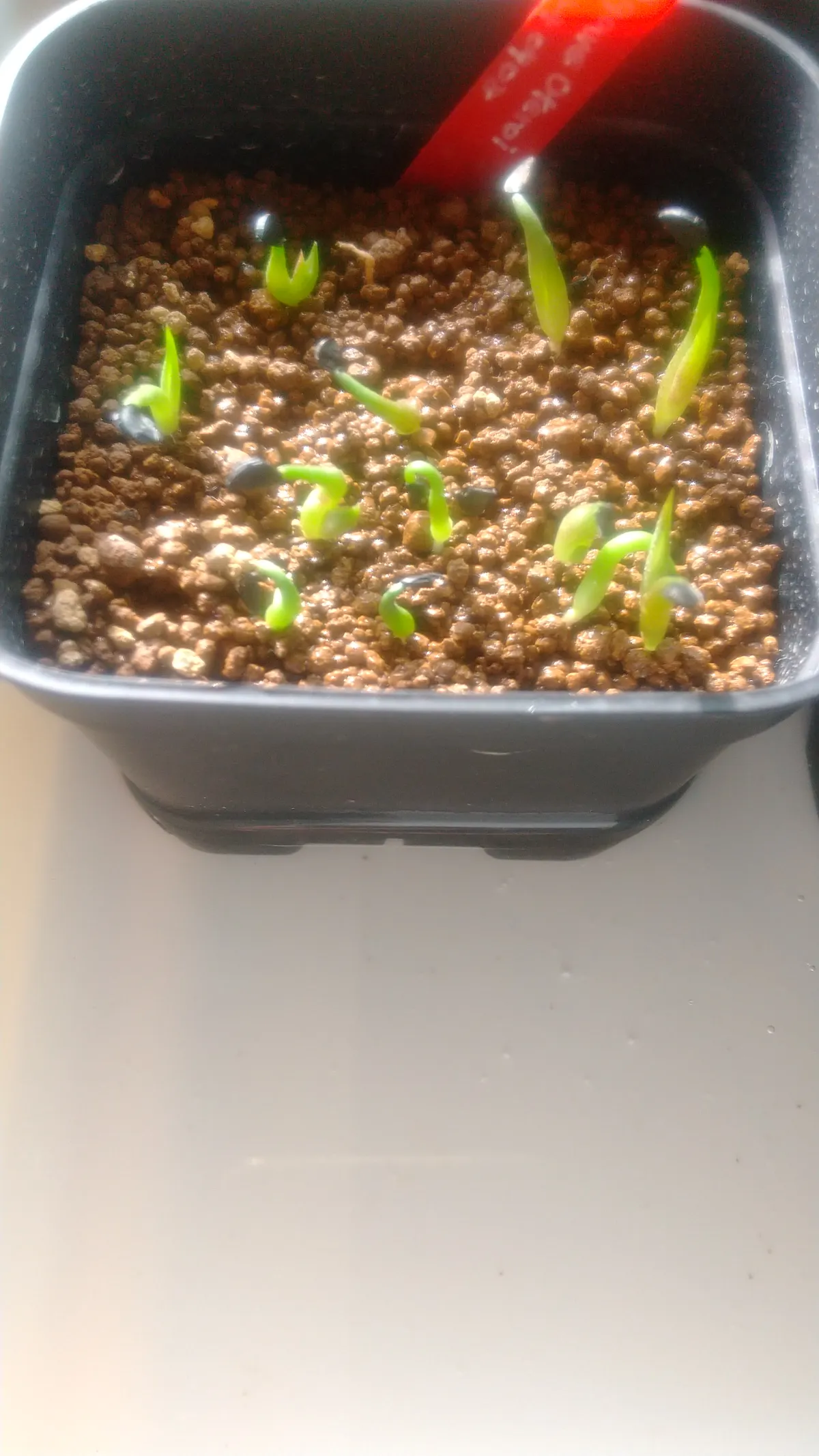 Agave oteroi (アガベ オテロイ)