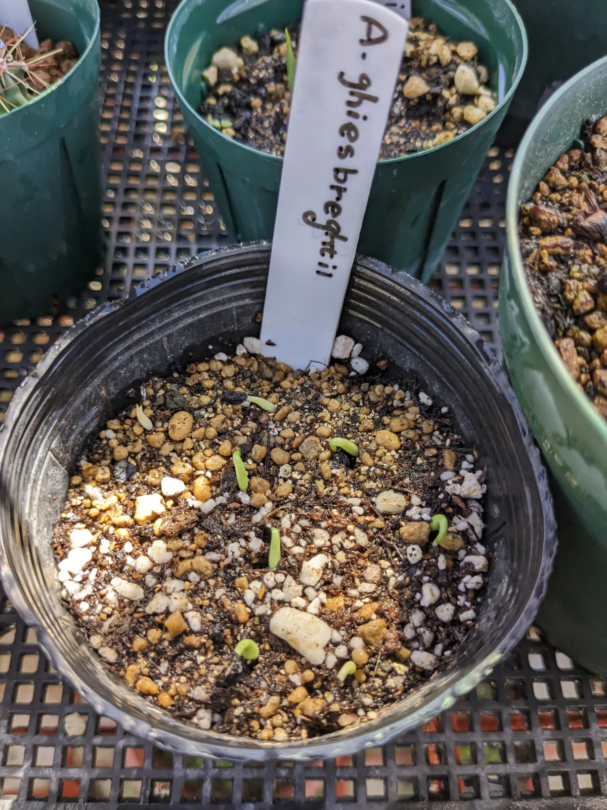 Agave ghiesbreghtii (アガベ ジェスブレイティ)