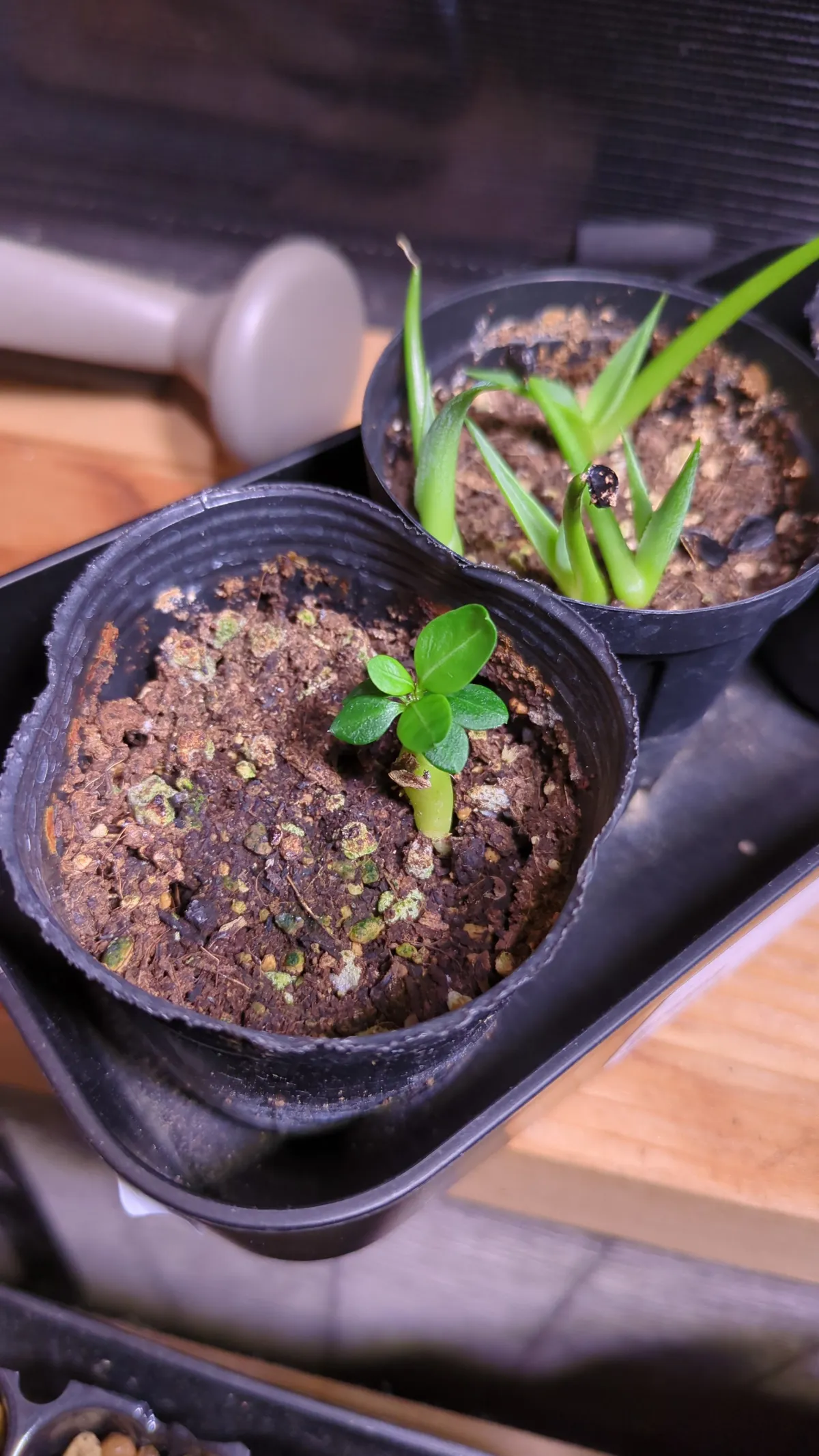 Pachypodium bispinosum (パキポディウム ビスピノーサム)