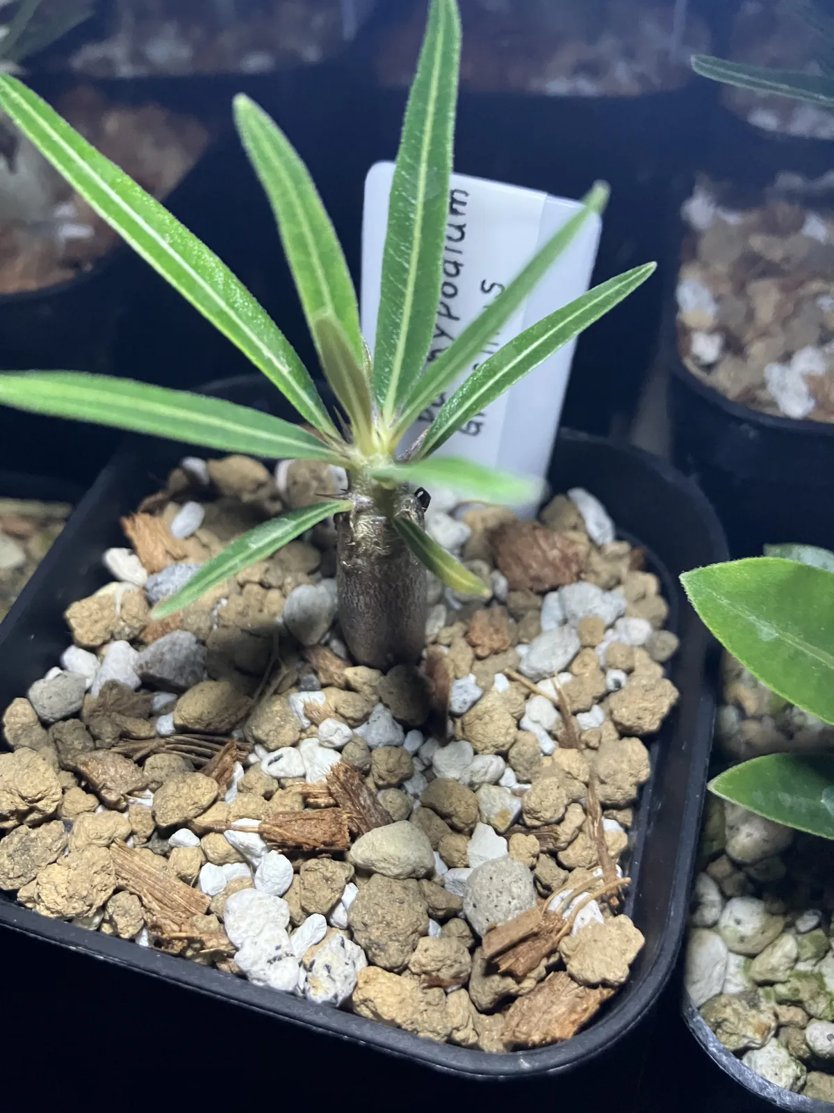 Pachypodium rosulatum var. gracilius (パキポディウム グラキリス)