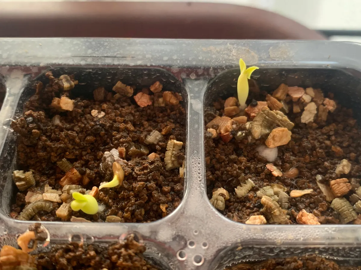 Pachypodium succulentum (パキポディウム サキュレンタム 天馬空)