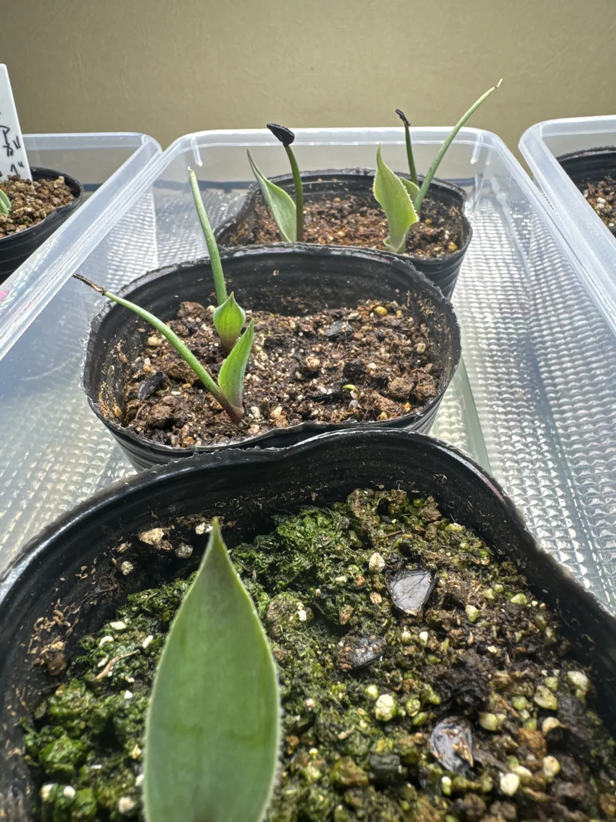 Agave inaequidens 'Ashy White' (アガベ インアクイデンス アッシーホワイト)