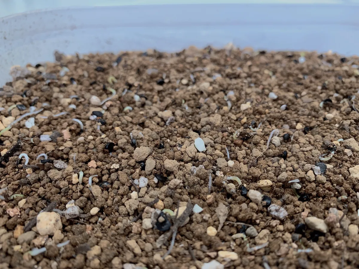 Agave utahensis var. eborispina (アガベ エボリスピナ)