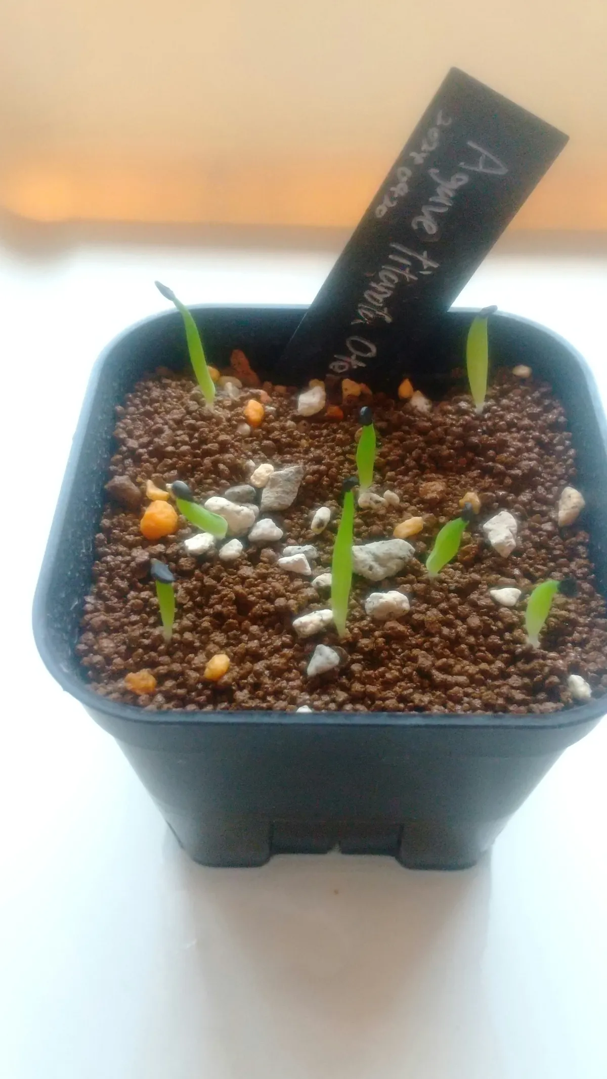 Agave oteroi (アガベ オテロイ)