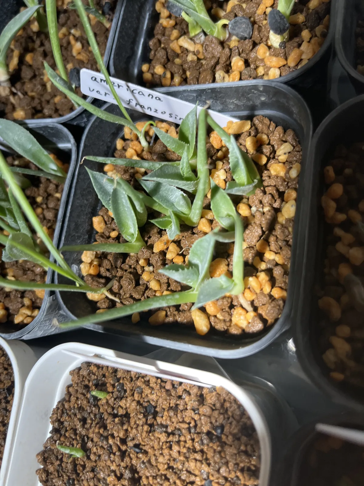 Agave americana var. franzosinii (アガベ フランゾシニー)