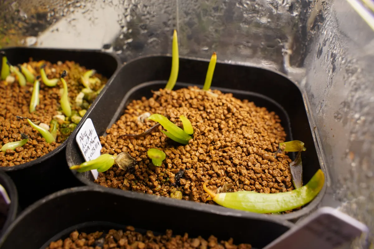 Aloe dichotoma (アロエ ディコトマ)