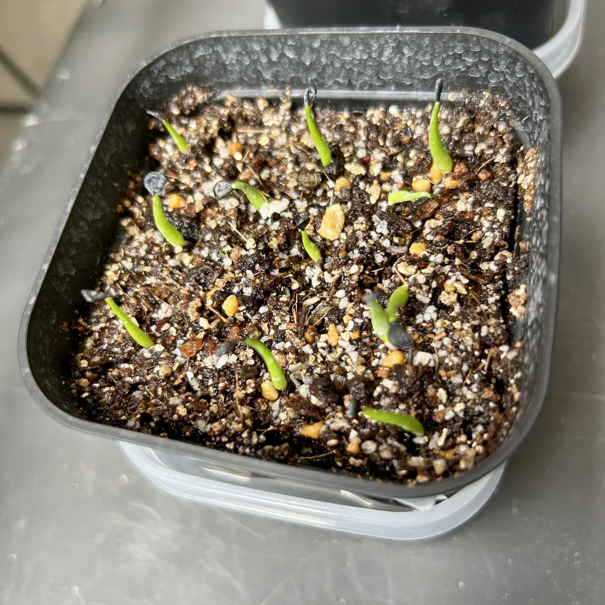 Agave utahensis var. eborispina (アガベ エボリスピナ)