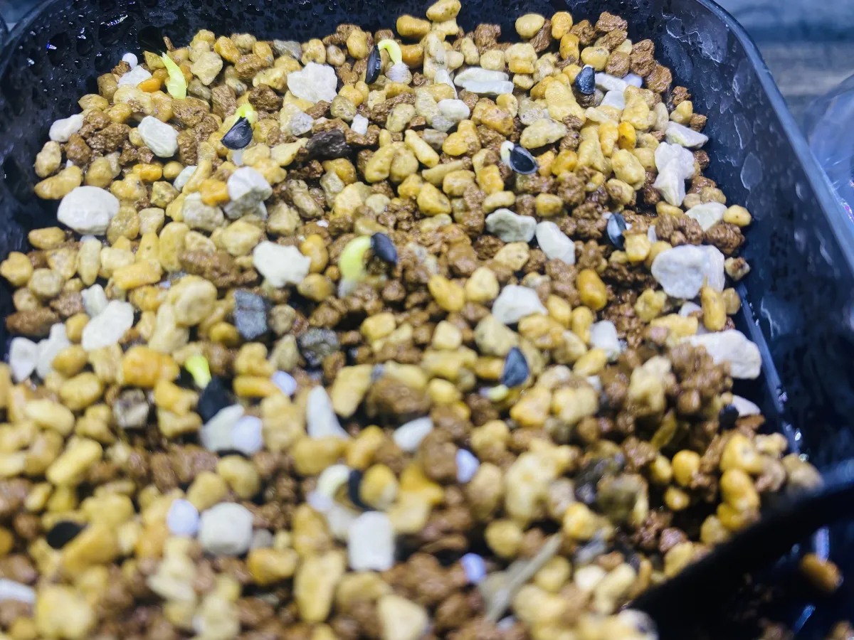 Agave oteroi (アガベ オテロイ)