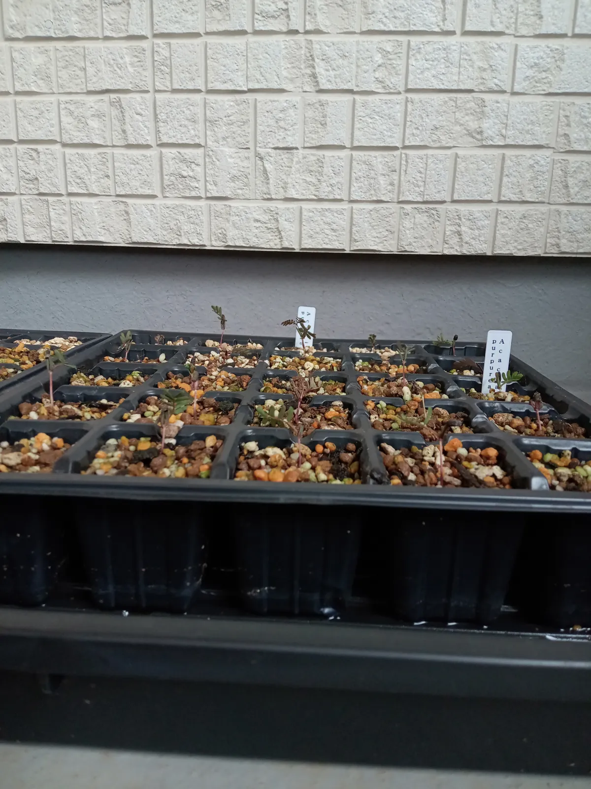 Acacia baileyana 'Purpurea' (アカシア プルプレア)