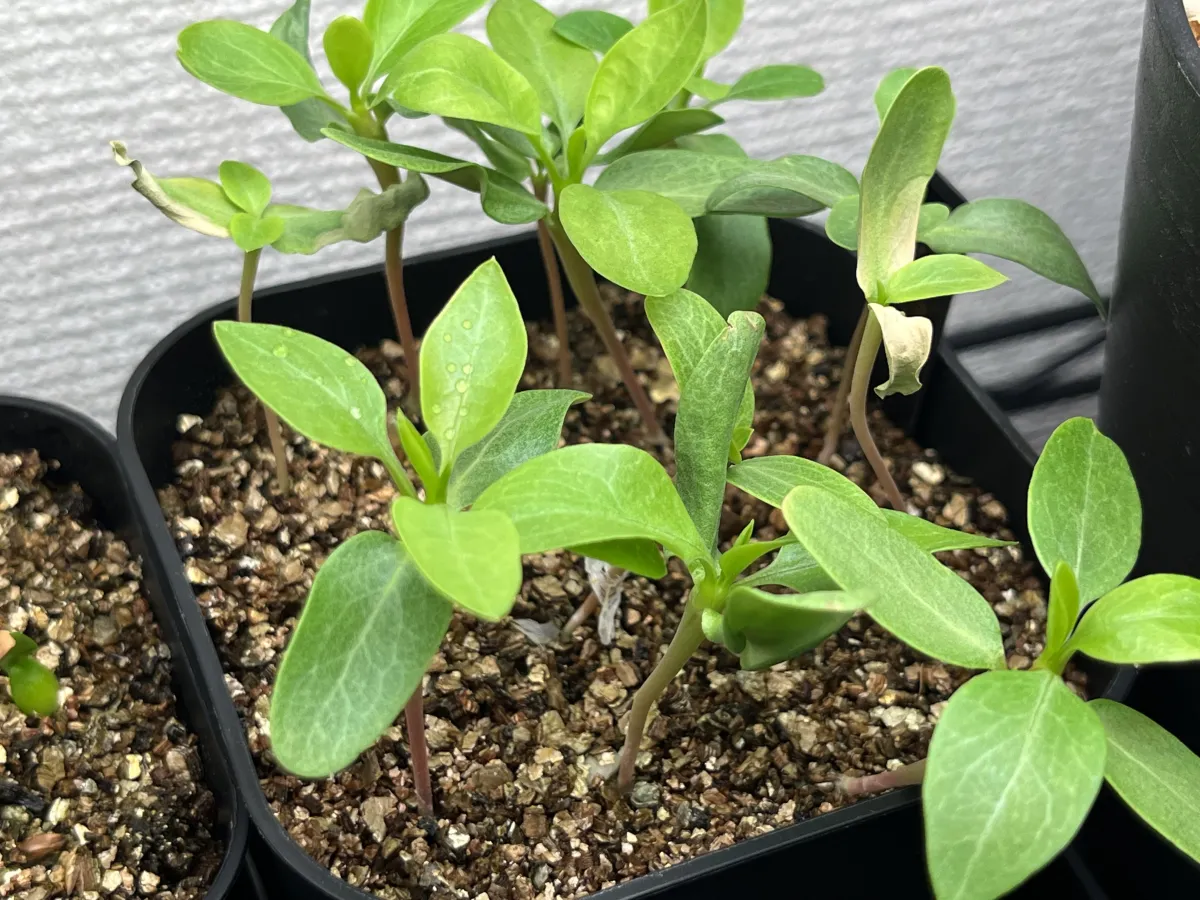 Fouquieria formosa (フォークイエリア フォルモサ)