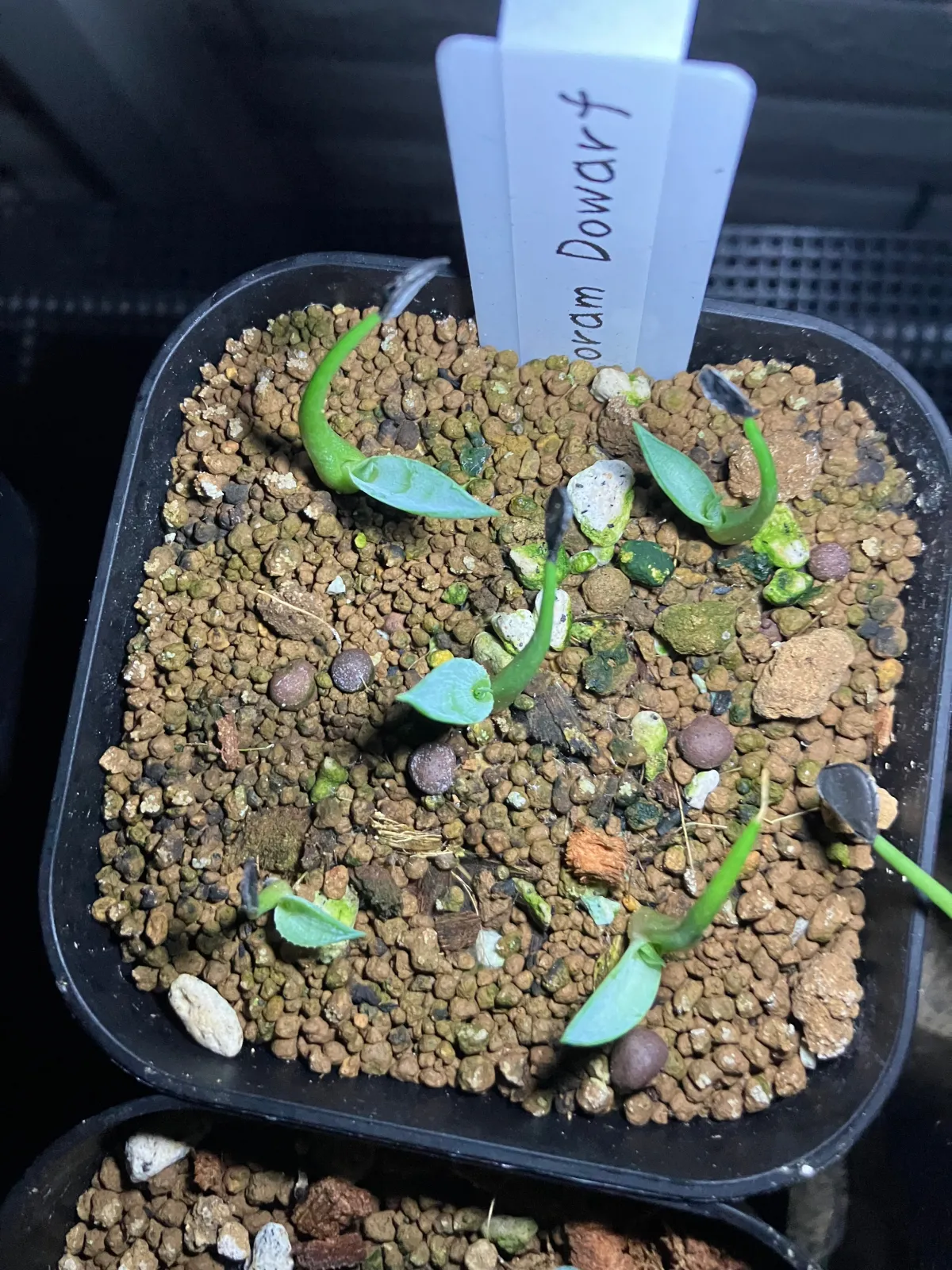 Agave potatorum Dwarf (アガベ ポタトラムドワーフ)