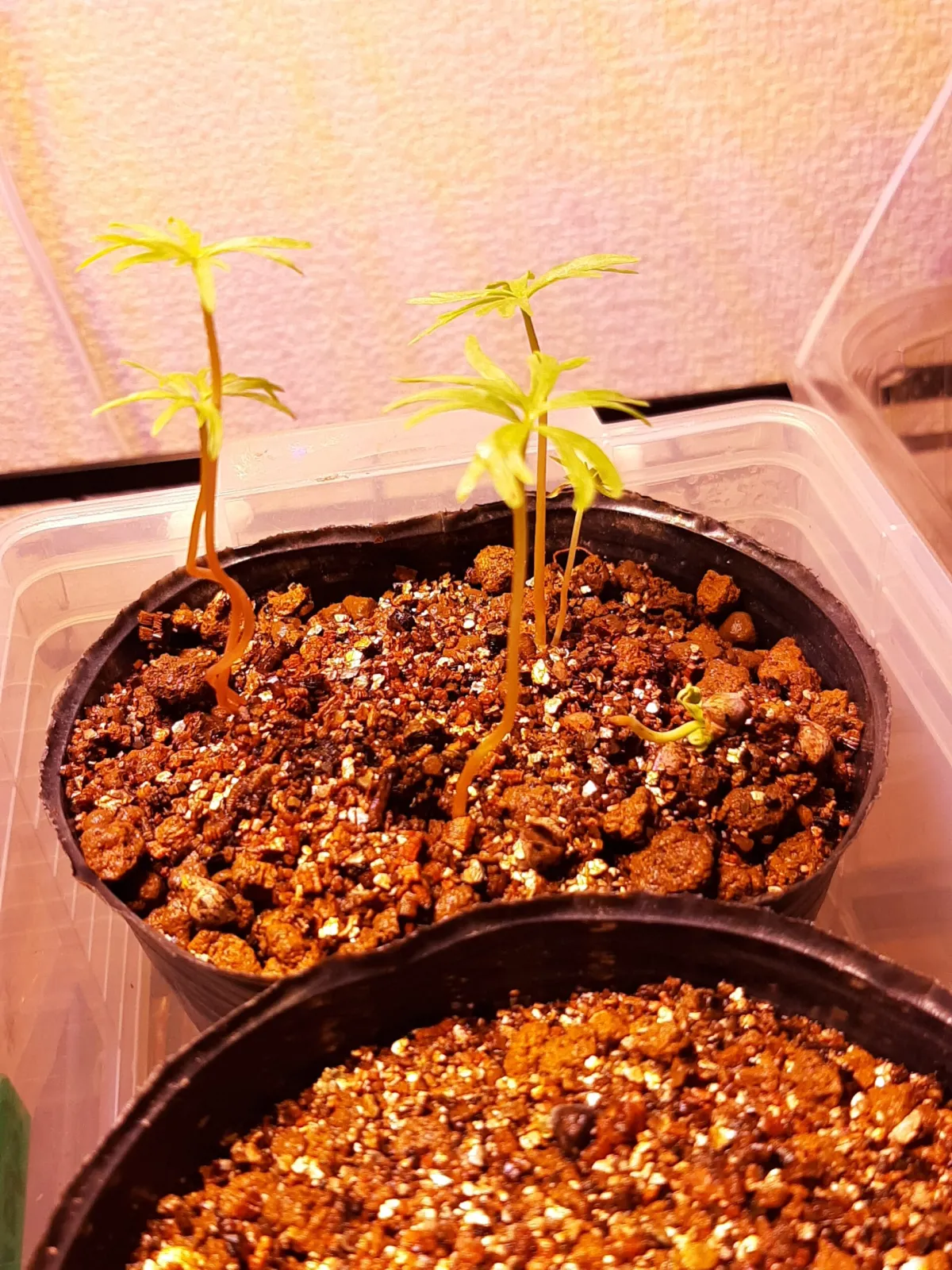 Bursera fagaroides (ブルセラ ファガロイデス)