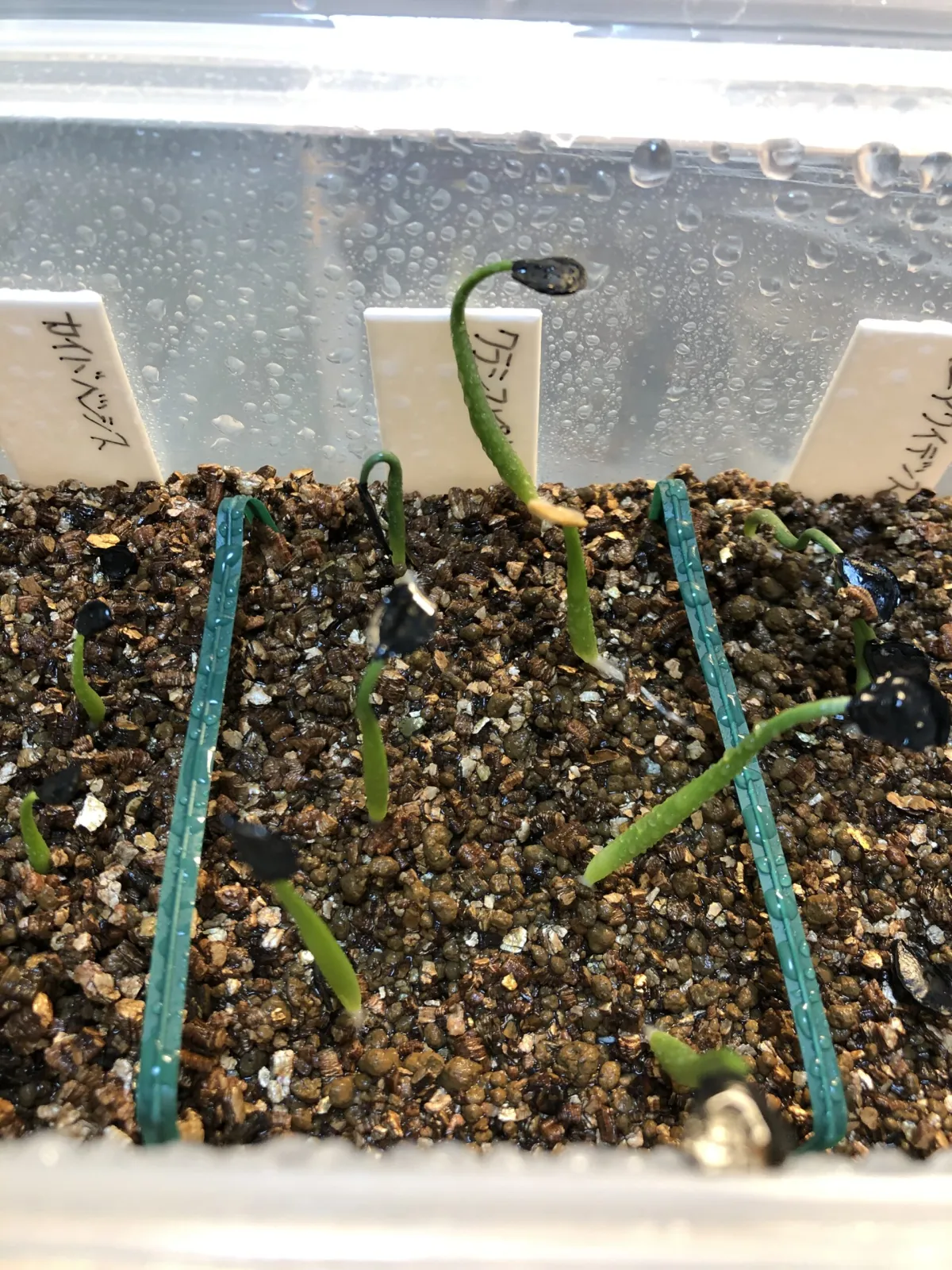 Agave crassispina subsp. crassispina (アガベ サルミアナ クラシスピナ)