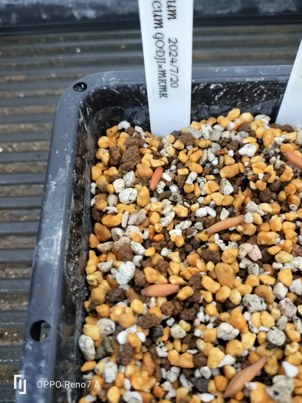 Adenium arabicum Godji x MKMK (アデニウム アラビカム ゴッジ x MKMK)