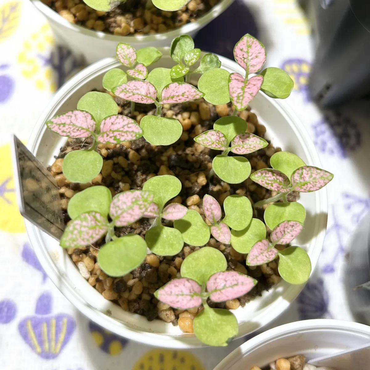 Hypoestes phyllostachya Rose (ヒポエステス フィロスタキア コロラタス ローズ)