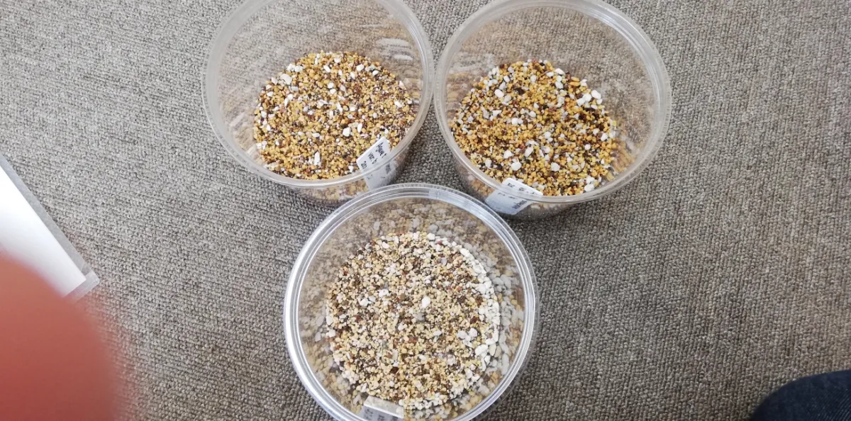 Agave toumeyana var. bella (アガベ トウメヤナ ベラ)