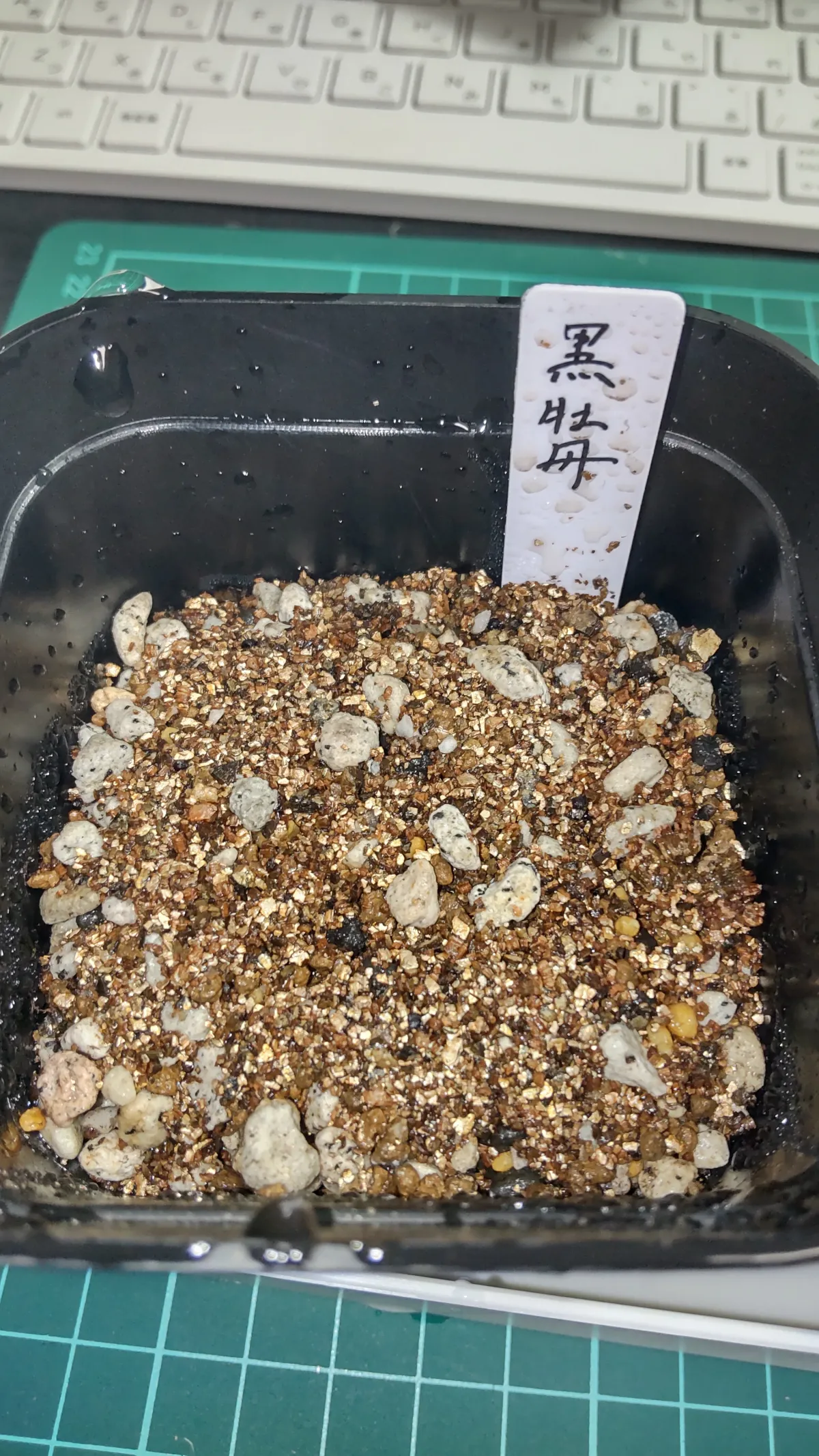 Ariocarpus kotschoubeyanus var. elephantidens (アリオカルプス エレファンティデンス)