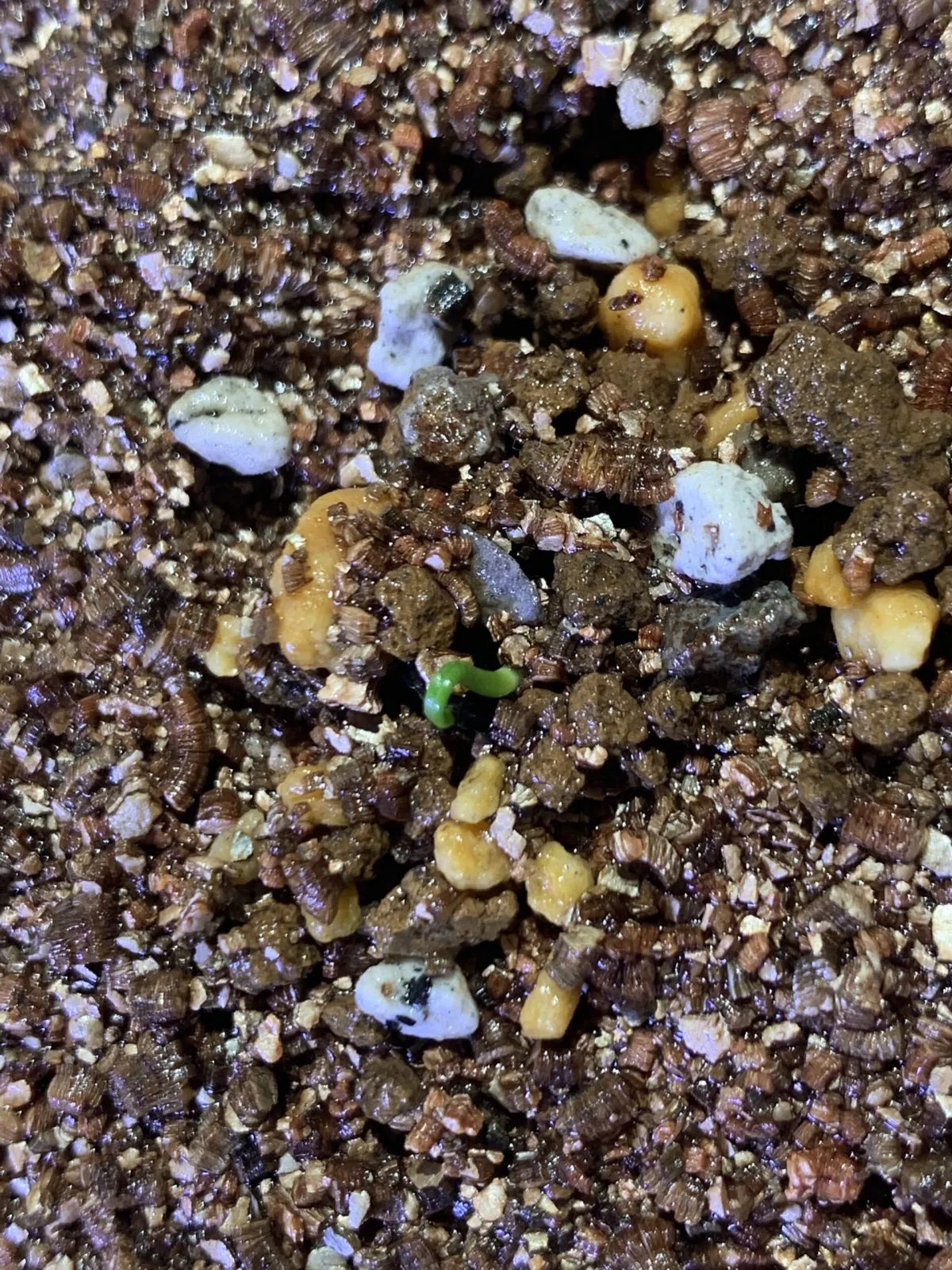 Yucca thompsoniana (ユッカ トンプソニアーナ)