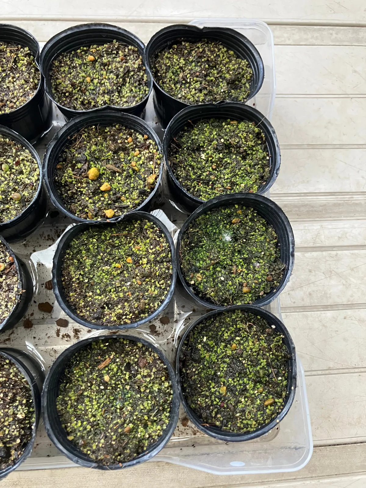 Euphorbia grandicornis subsp. grandicornis (ユーフォルビア グランディコルニス)