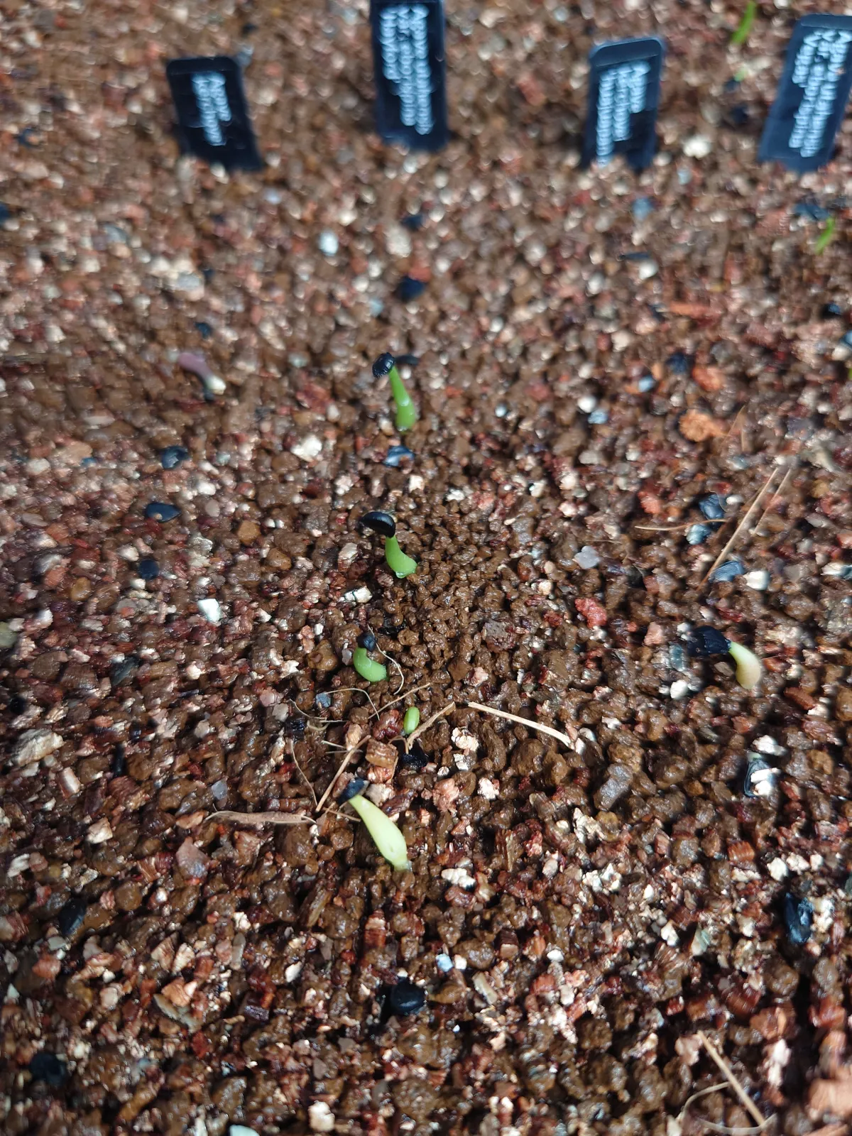 Agave utahensis var. eborispina 'Hayford' (アガベ エボリスピナ ヘイフォード)