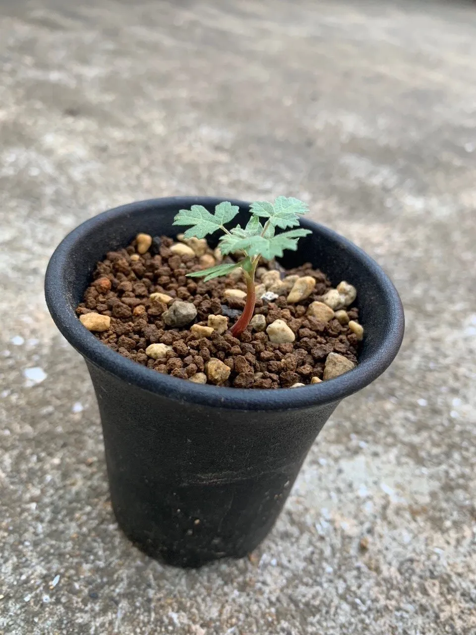 Boswellia sacra (ボスウェリア サクラ)