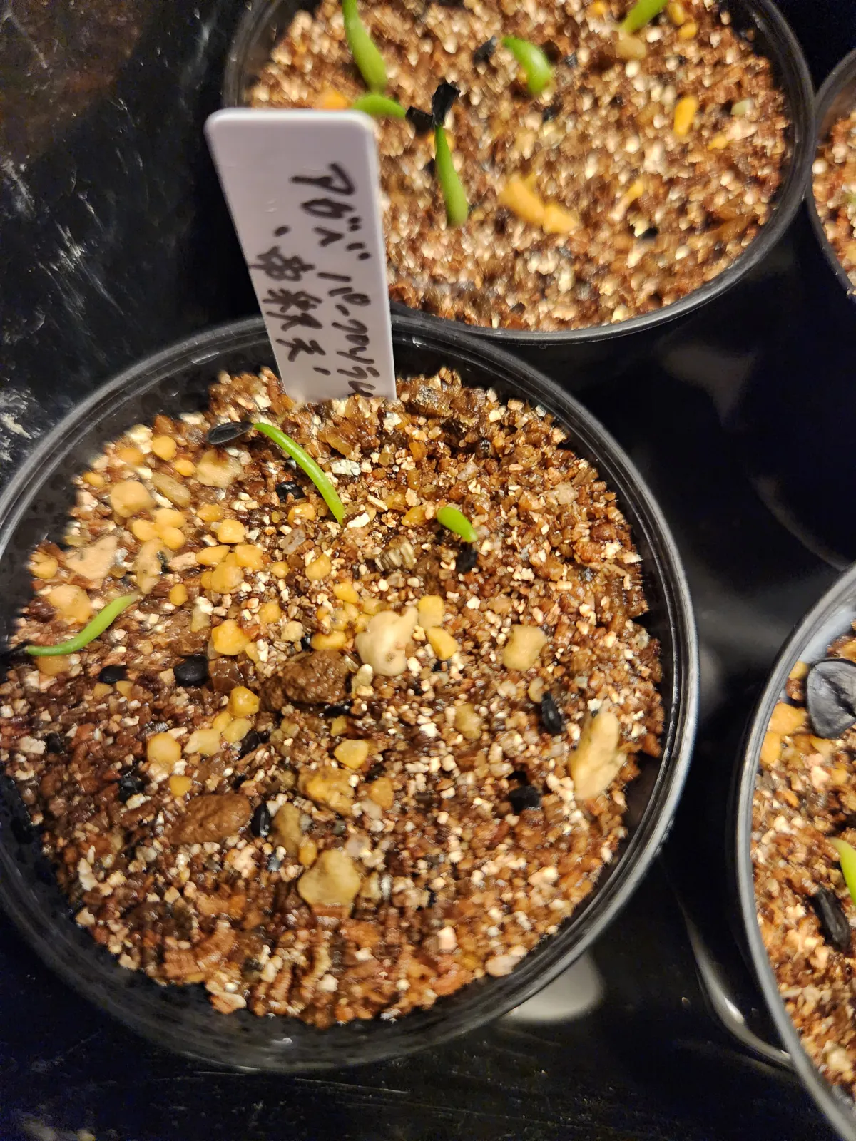 Agave ghiesbreghtii 'Purpusorum' (アガベ パルプソーラム)