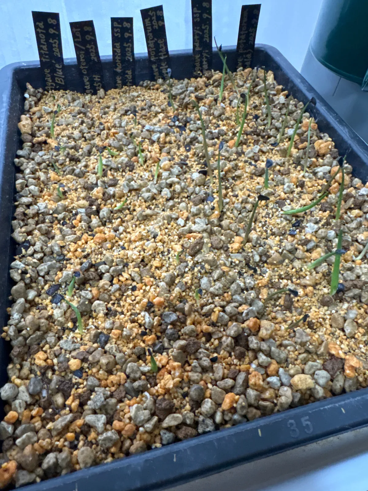 Agave titanota 'Blue' (アガベ チタノタブルー)