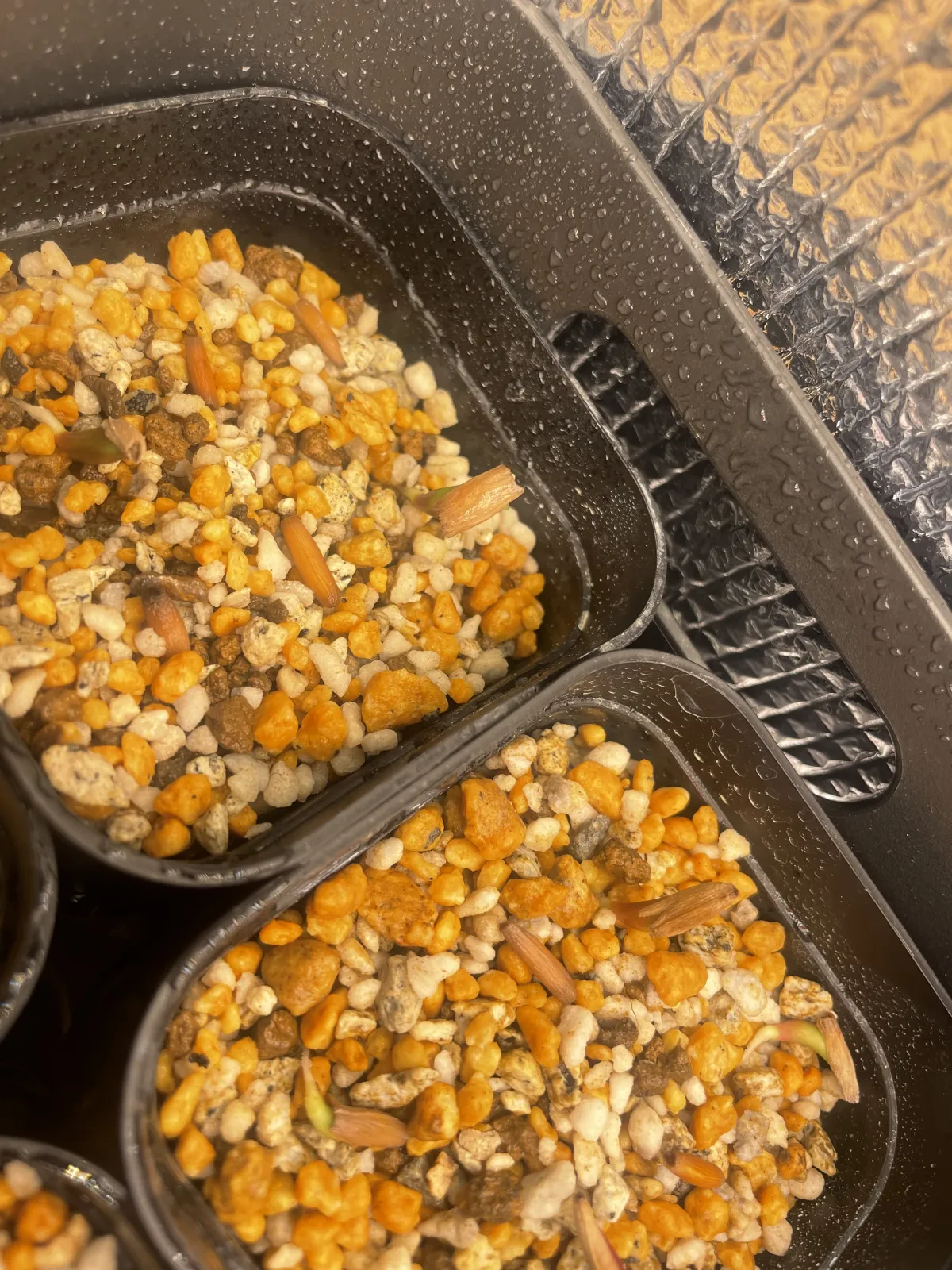 Adenium obesum (アデニウム オベスム)