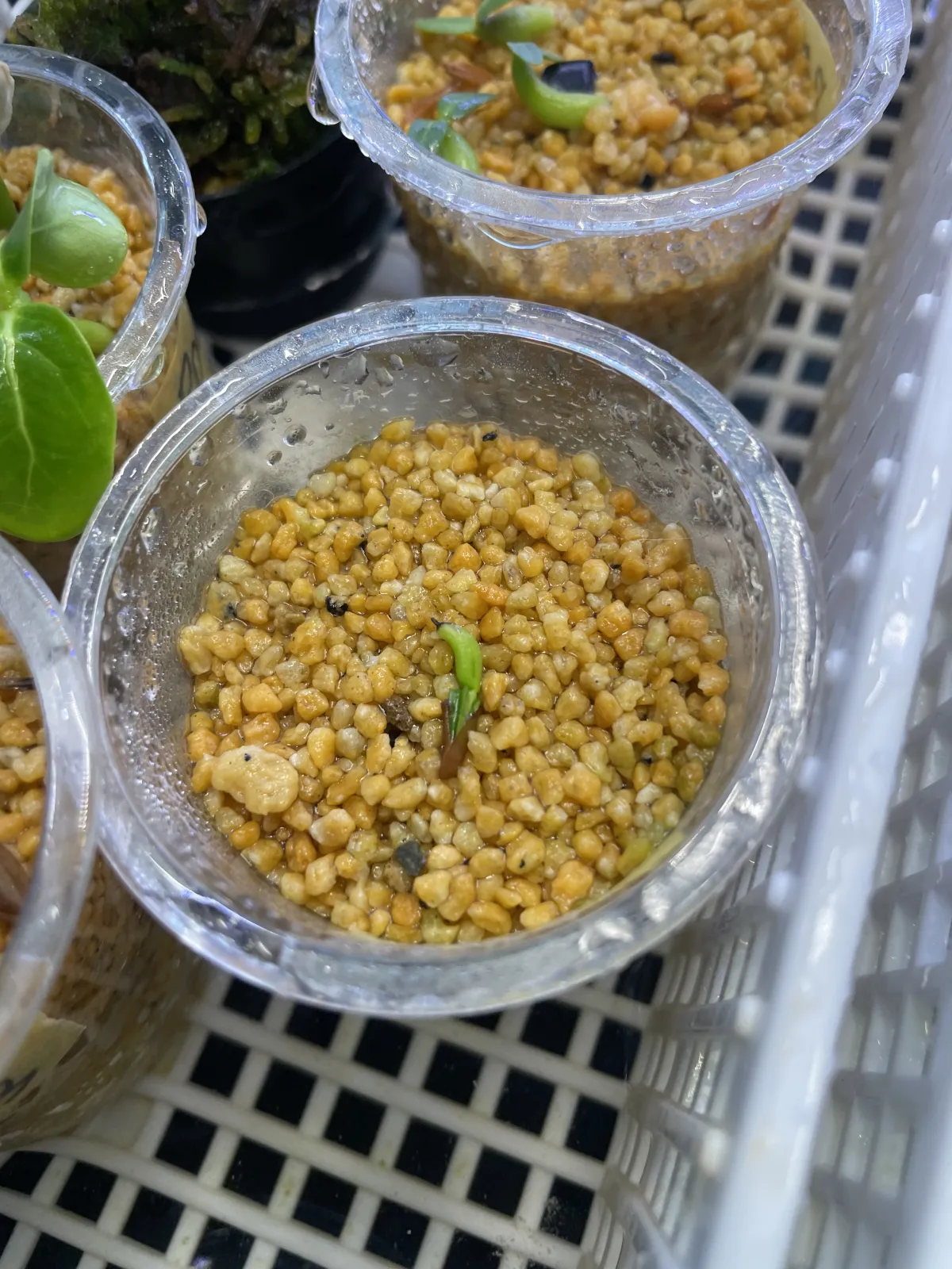 Pachypodium densiflorum var. densiflorum (パキポディウム デンシフローラム)