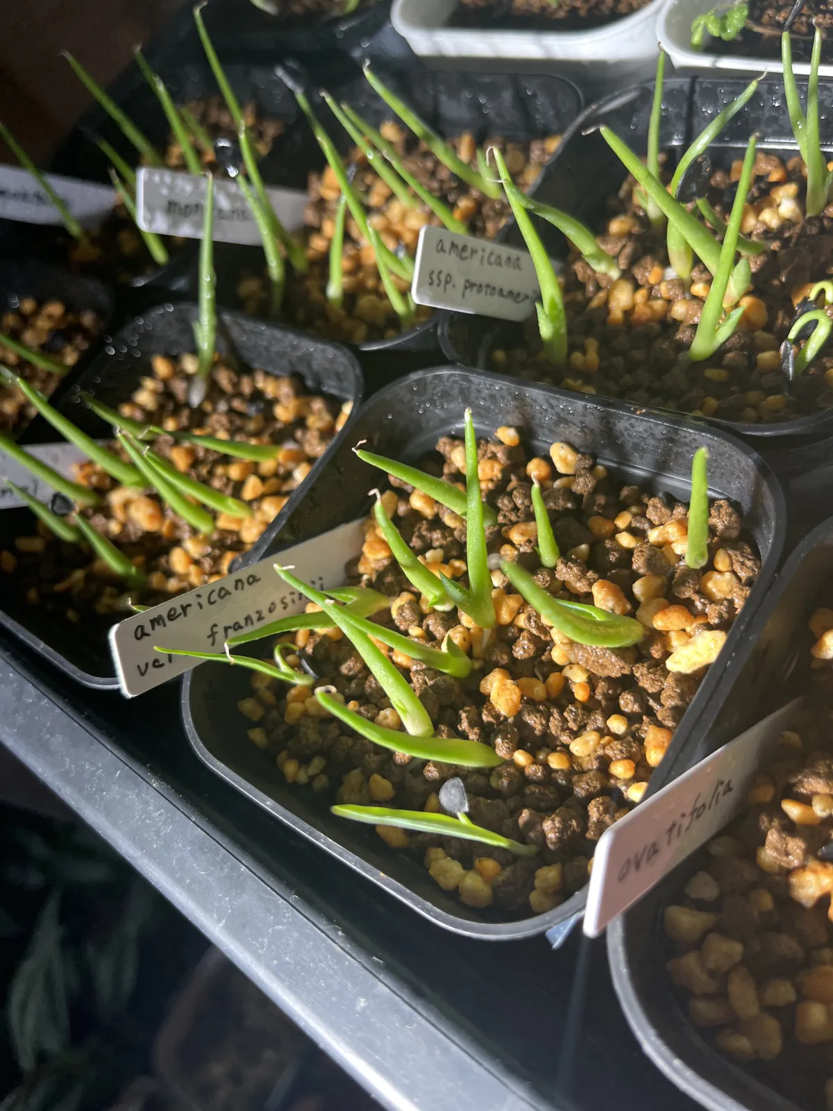 Agave americana var. franzosinii (アガベ フランゾシニー)