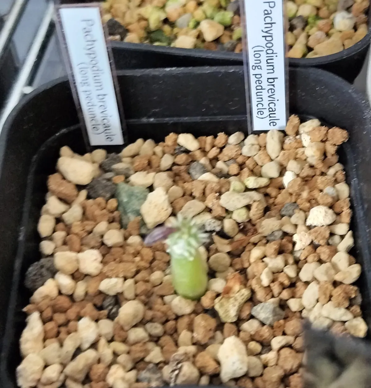 Pachypodium brevicaule (パキポディウム ブレビカウレ（長茎） ())