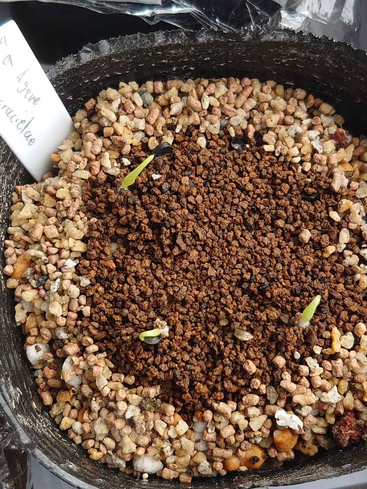 Agave gracielae (アガベ グラシエラエ)