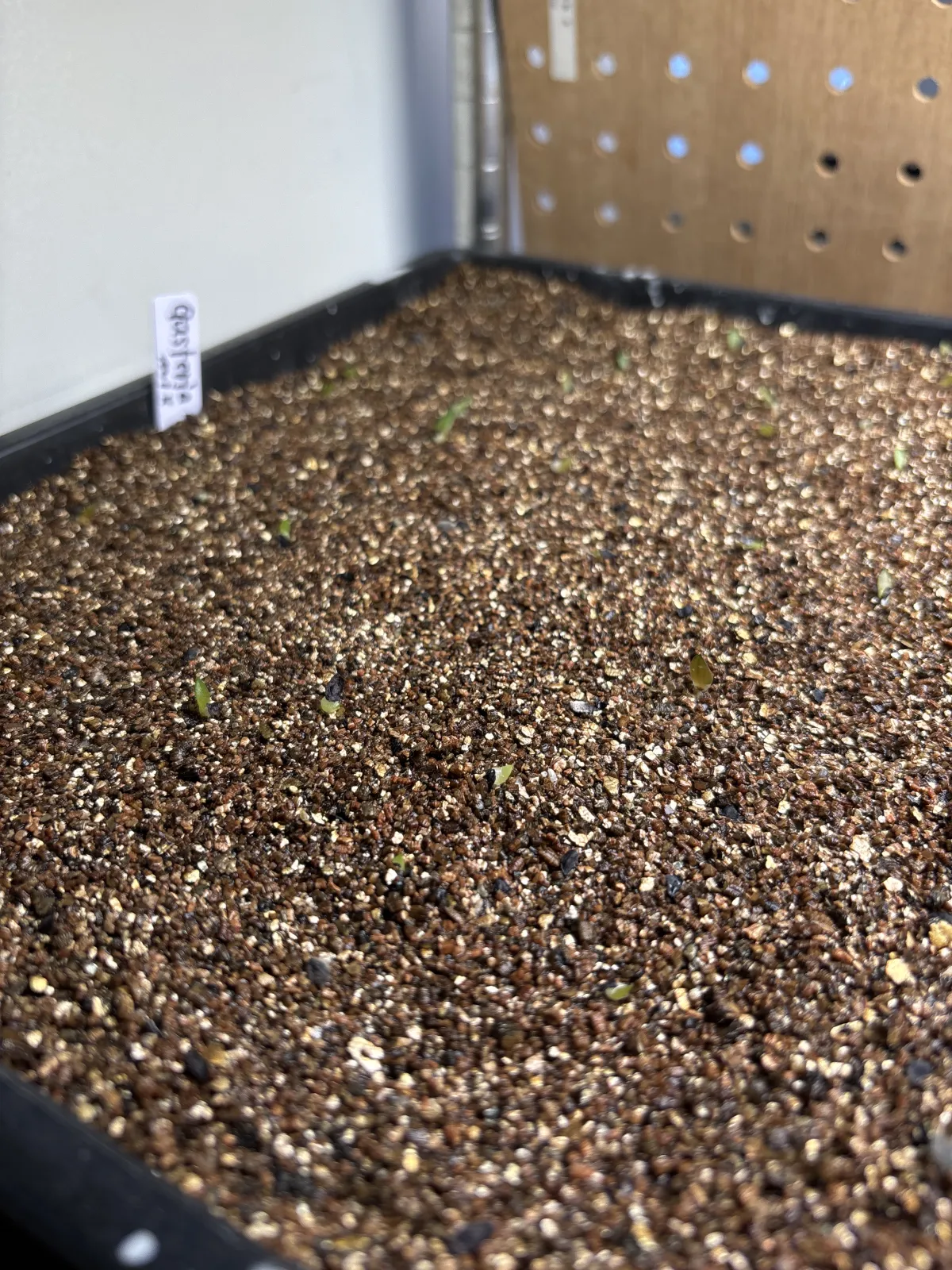 Gasteria Mix Mix (ガステリア ミックス)