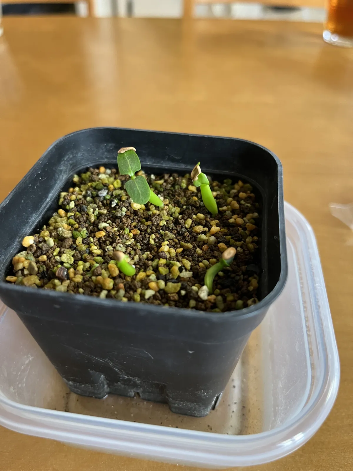 Pachypodium rosulatum var. inopinatum (パキポディウム イノピナツム)